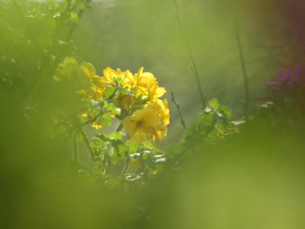 Frühling 03