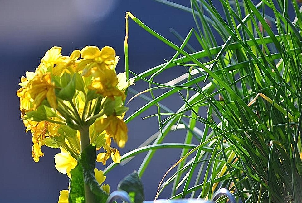 Frühling 04