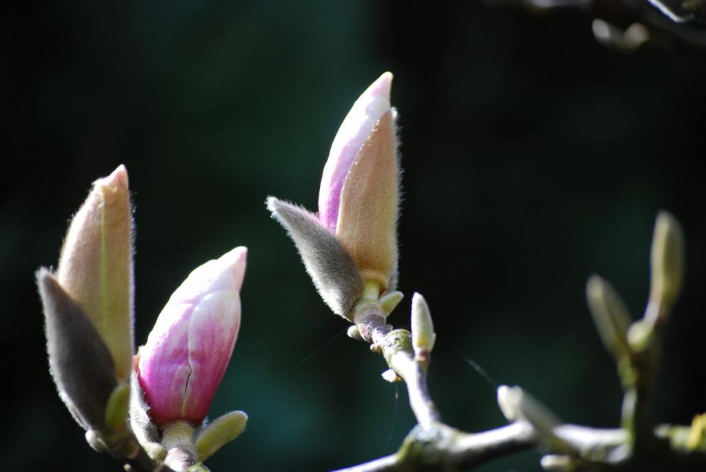 Frühling 2010 001
