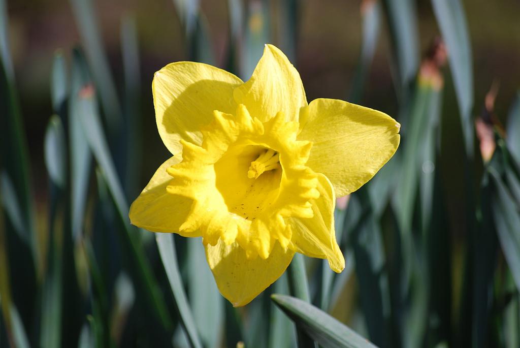 Frühling 2010 003
