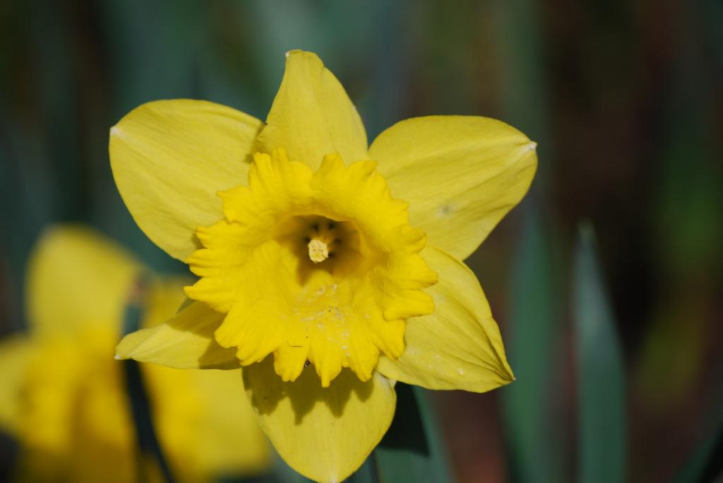 Frühling 2010 010