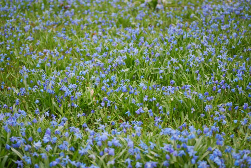Frühling 2010 012