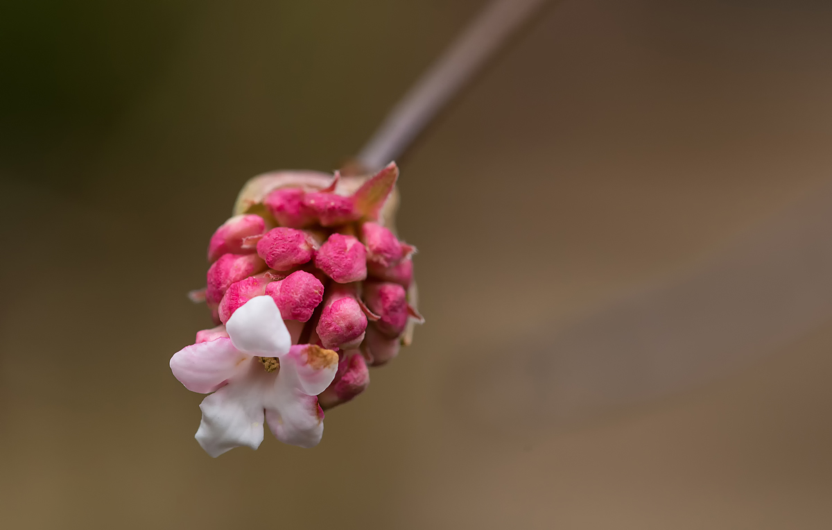Frühling 3