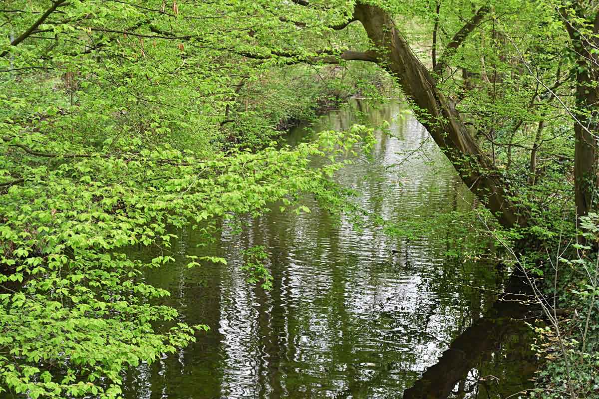 Frühling an der Aue.jpg
