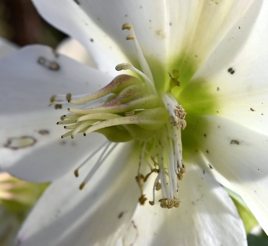 Frühling II
