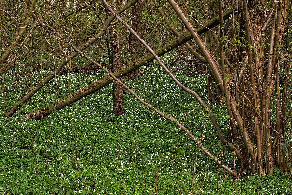 Frühling im Auwald