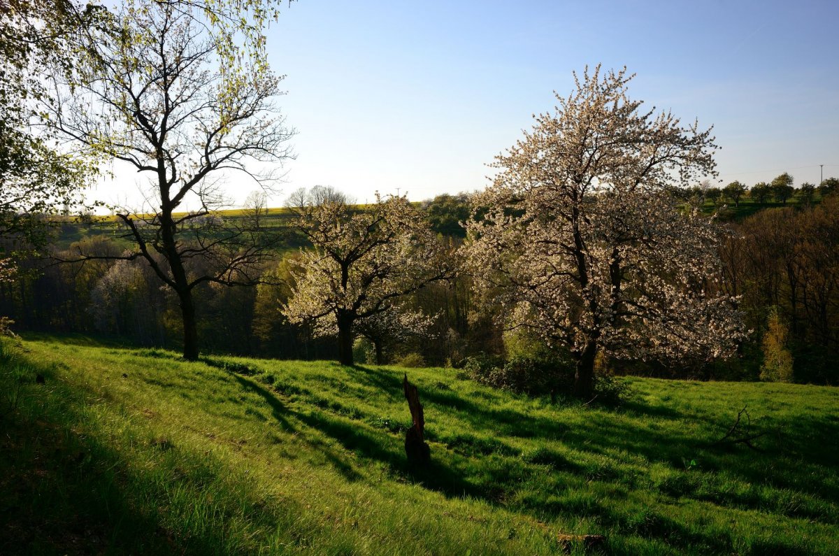 Frühling im Gebergrund bei Dresden