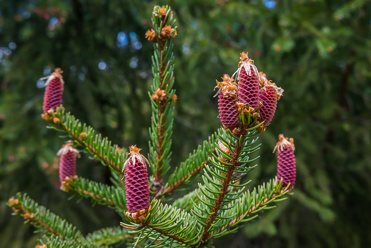 Frühling in der Dickung 2 (1 von 1).jpg