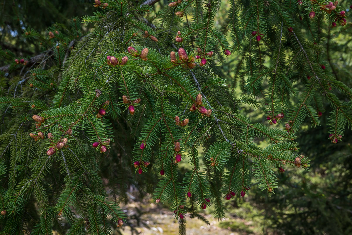 Frühling in der Dickung 3 (1 von 1).jpg