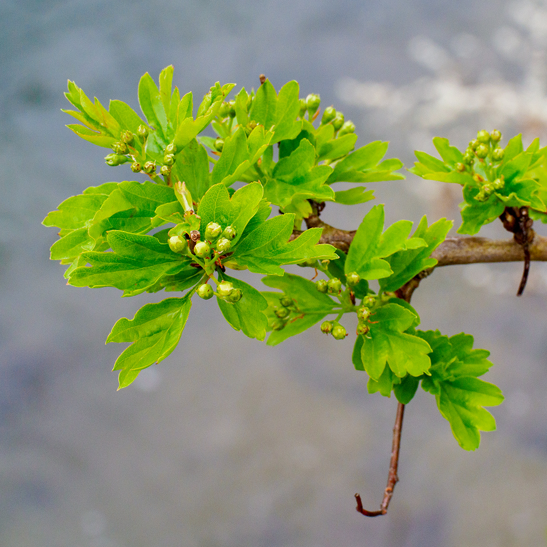 Frühling.jpg