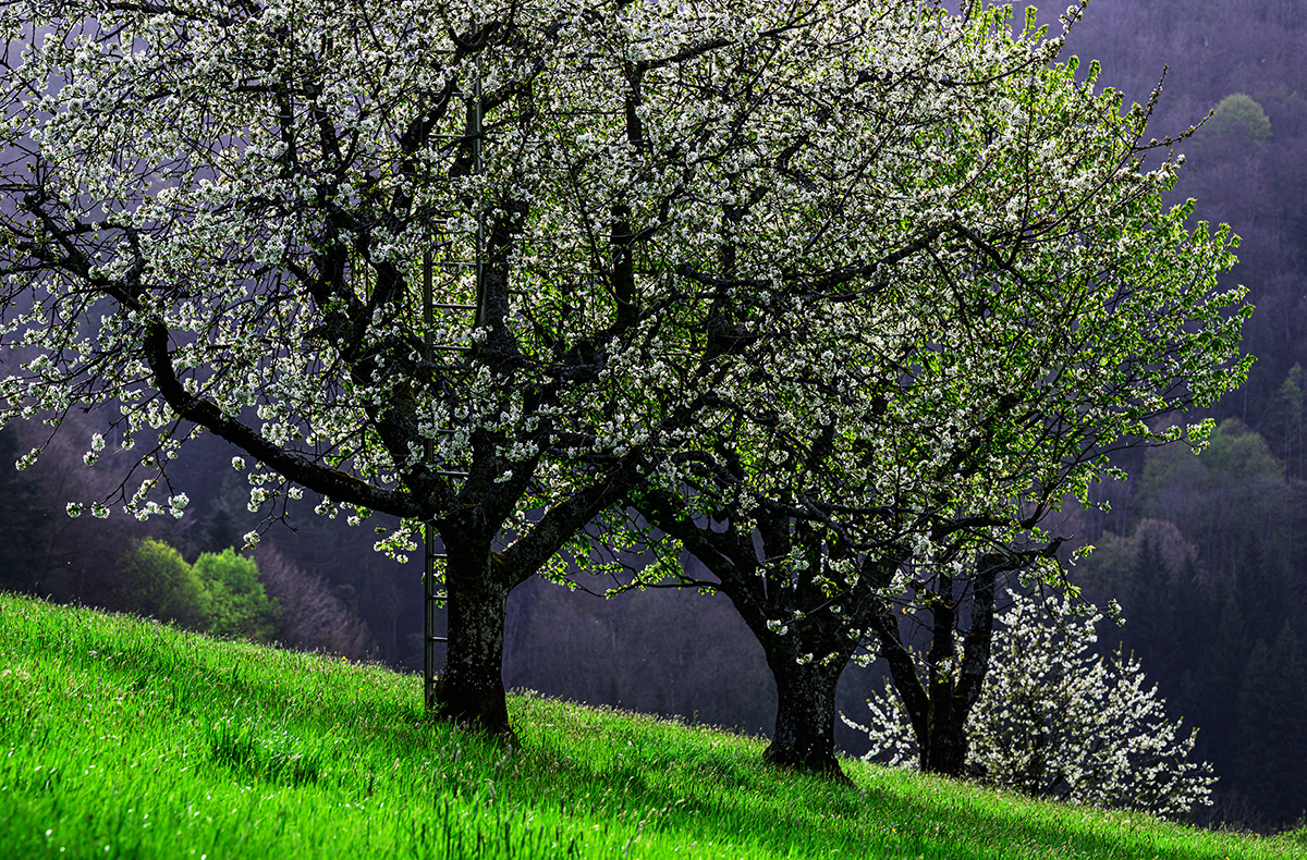 Frühling.jpg