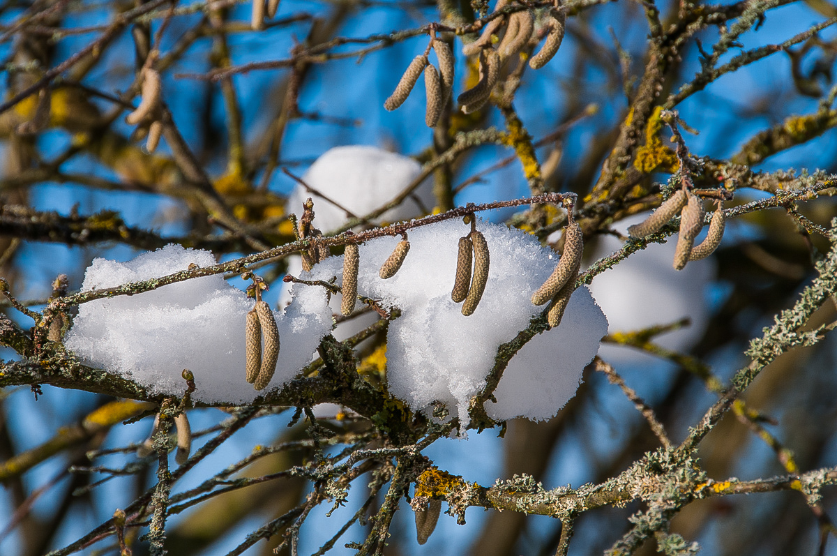 Frühling und Winter (1 von 1).JPG