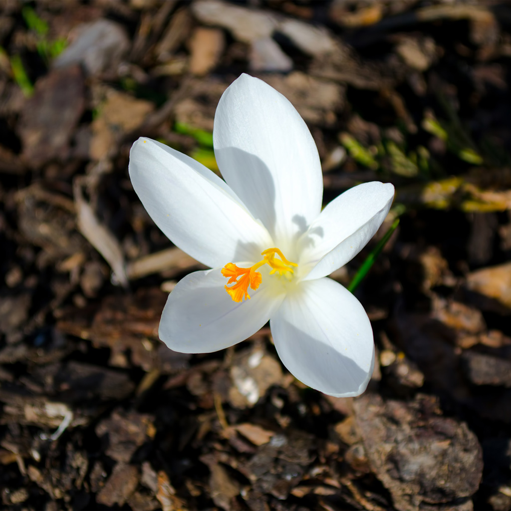 Frühling
