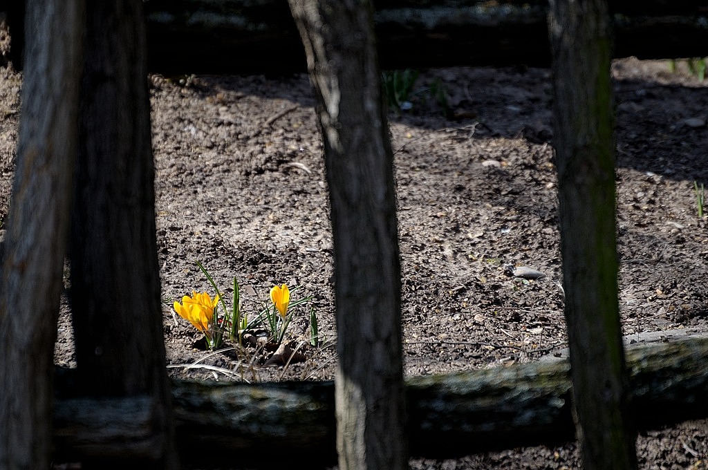 Frühling