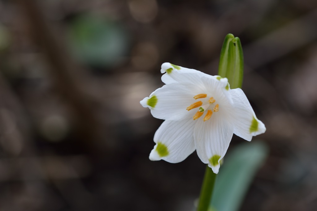 Frühling