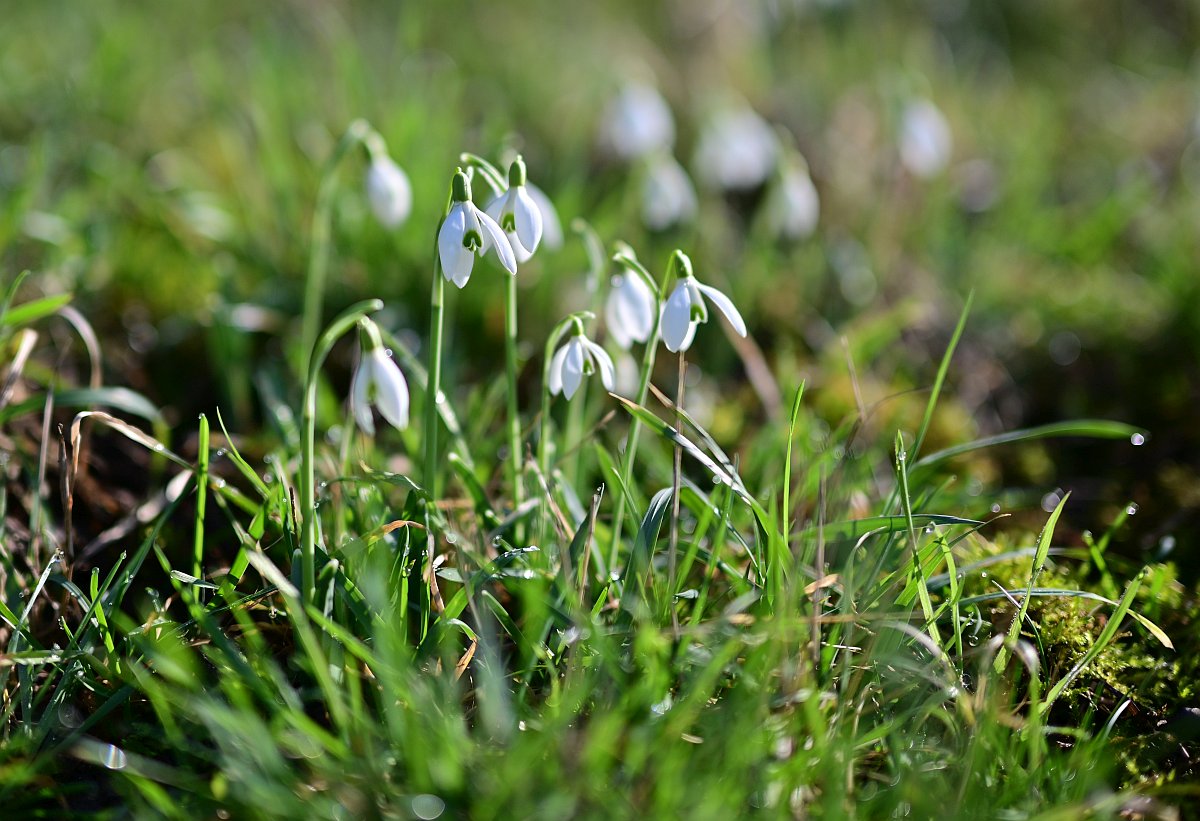 Frühling2024_02.jpg