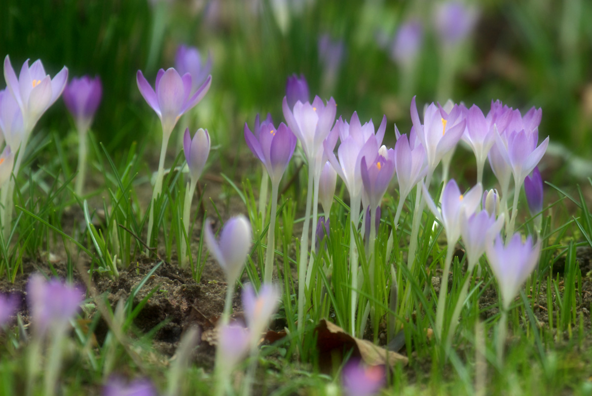 frühling_1200.jpg