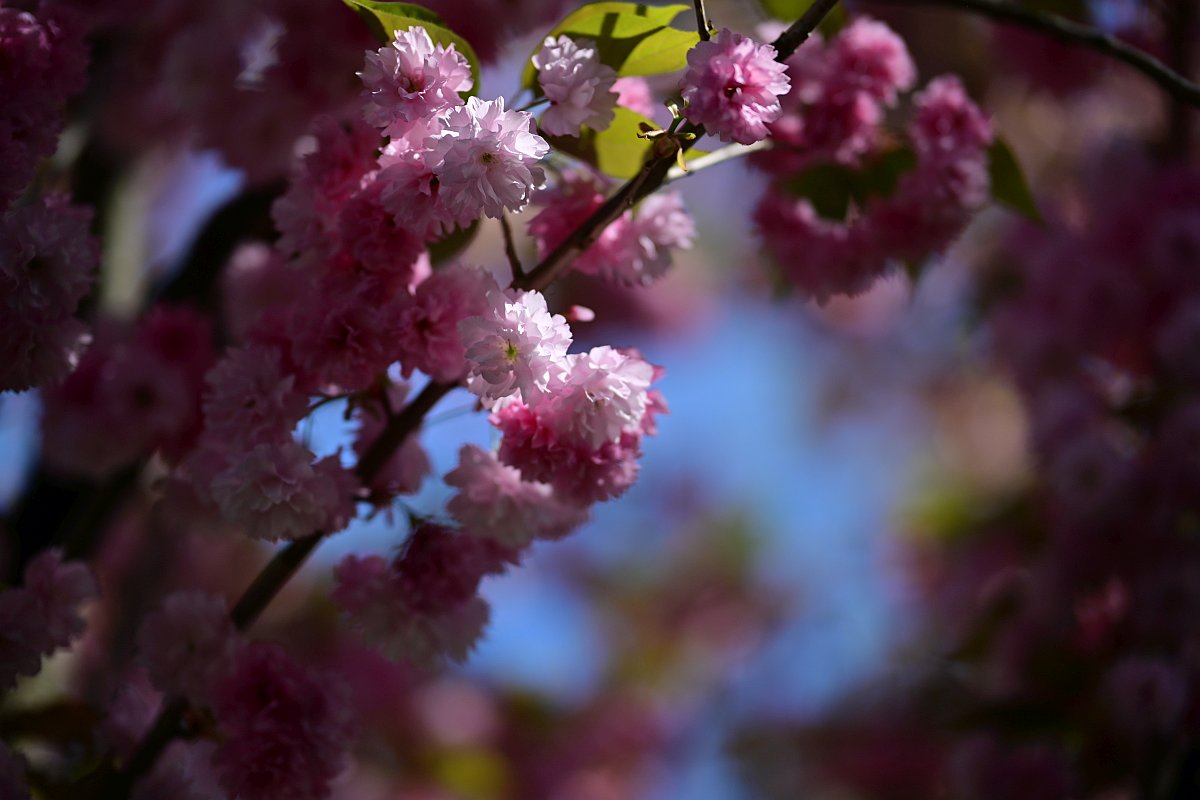 Frühling_2.jpg