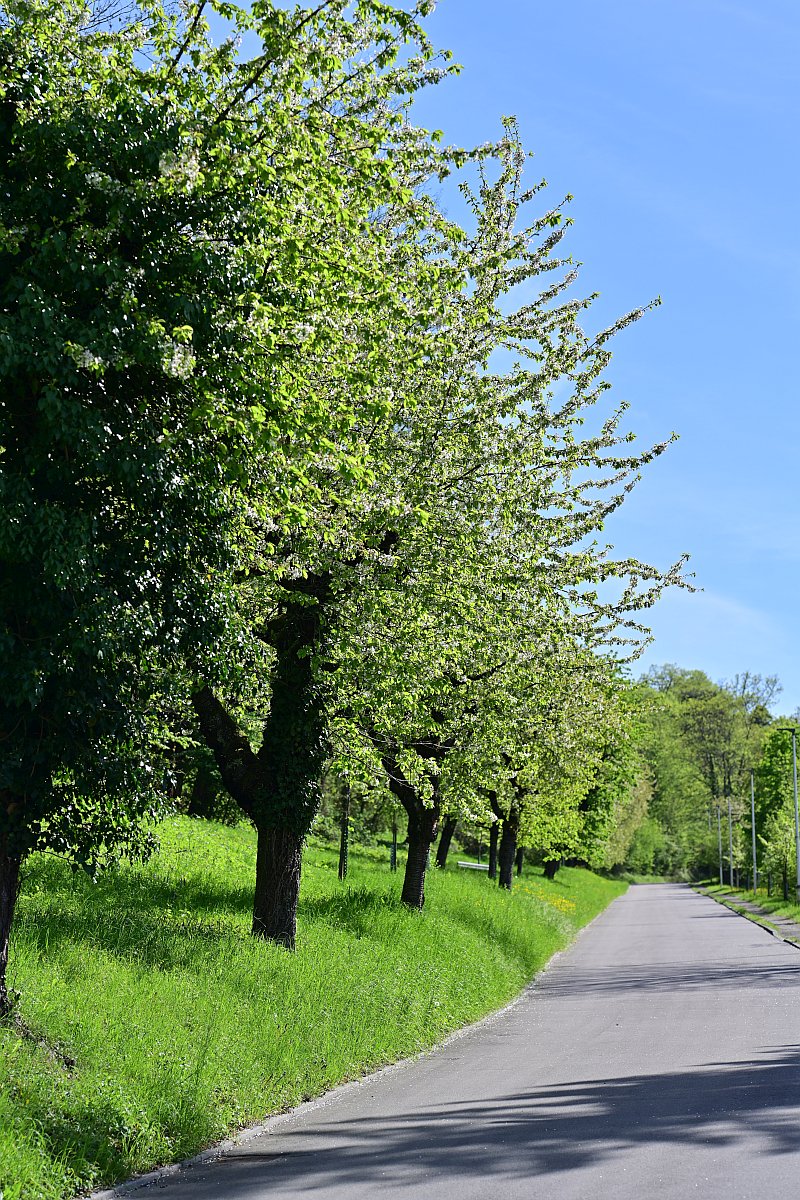 Frühling_4.jpg