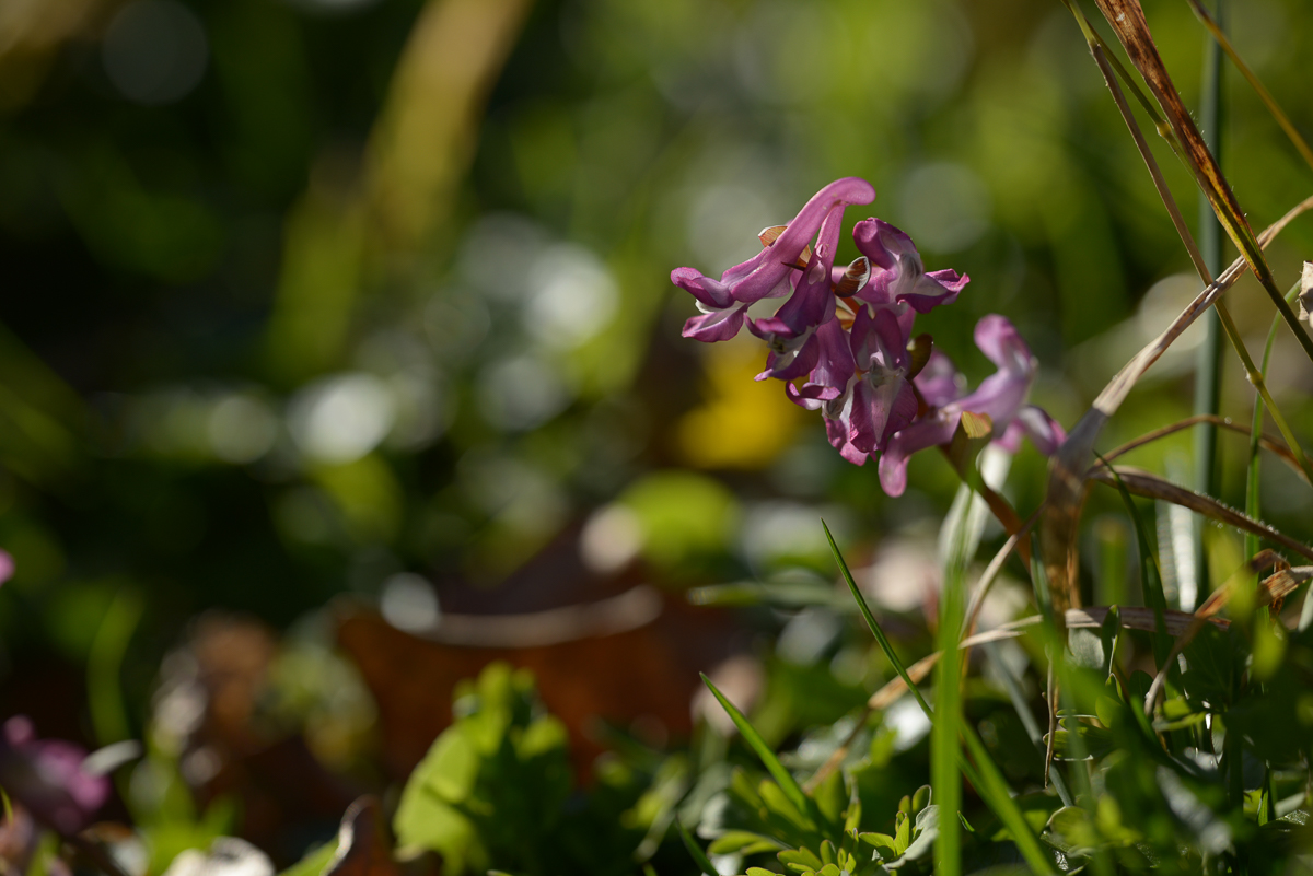 Frühlingsblümchen