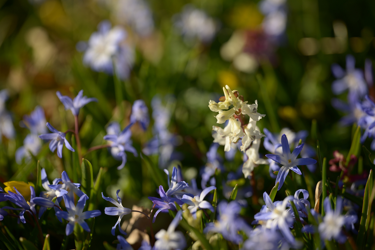 Frühlingsblümchen