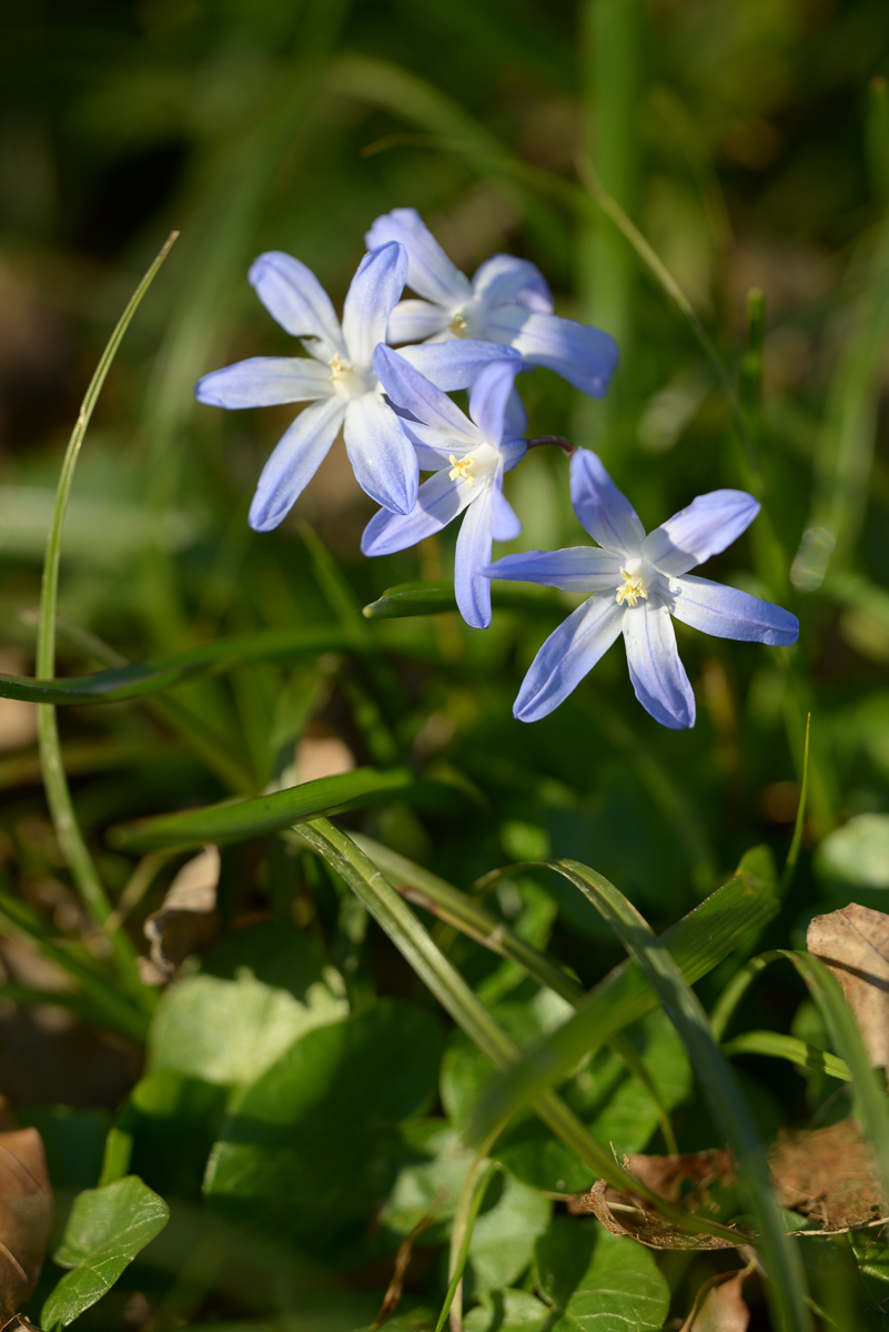 Frühlingsblümchen