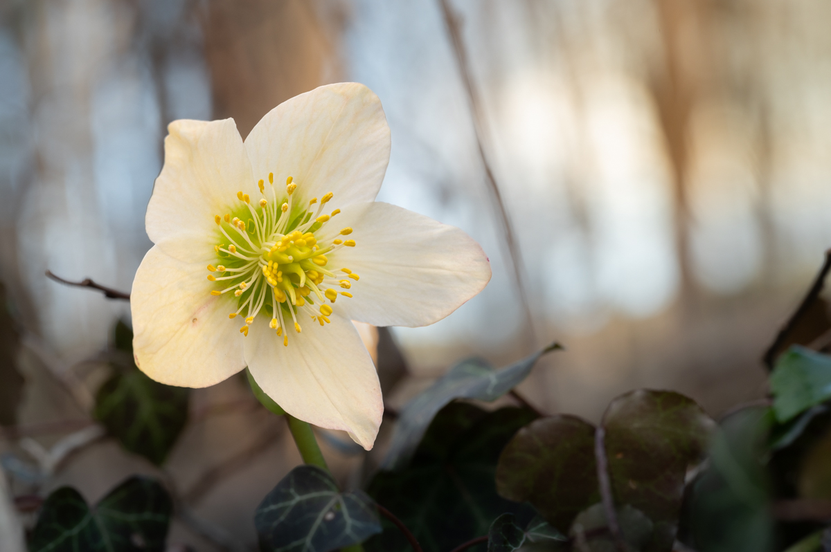 Frühlingsblumen-002.jpg