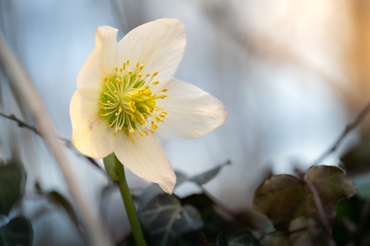 Frühlingsblumen-002.jpg