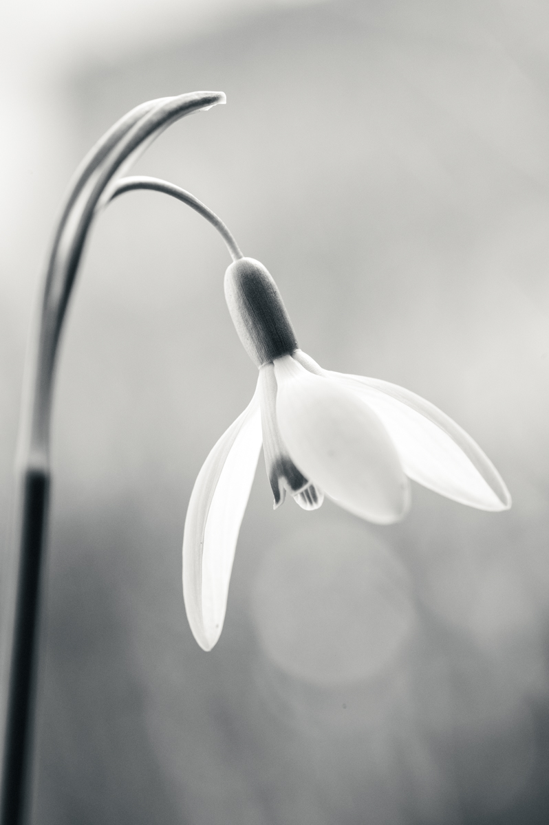 Frühlingsblumen-003.jpg