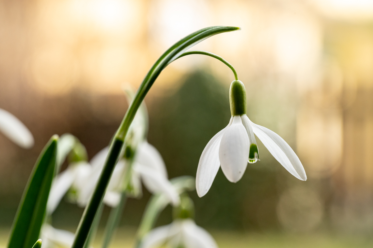 Frühlingsblumen-004.jpg