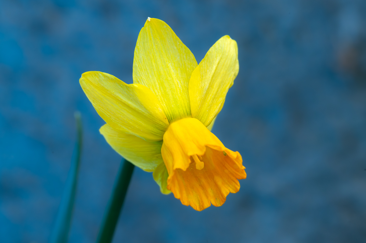 Frühlingsblumen-005.jpg