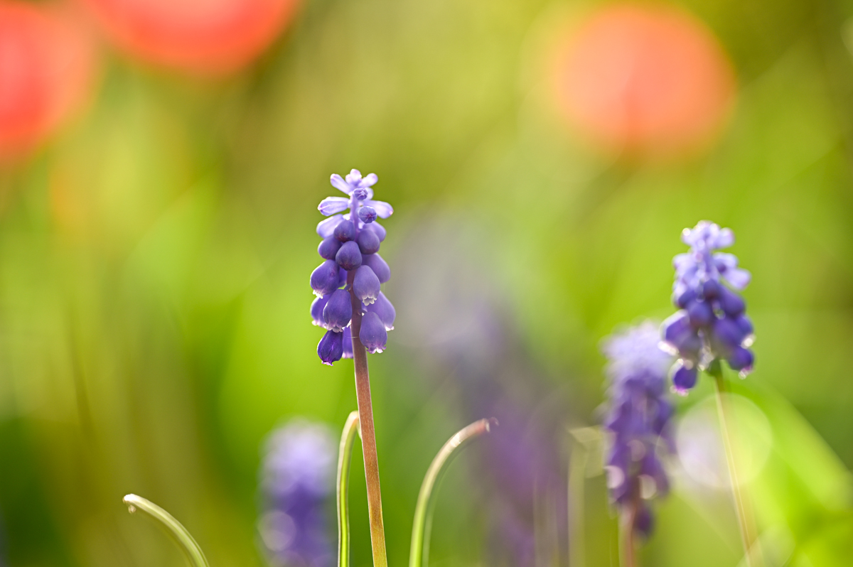 Frühlingsblumen-006.jpg