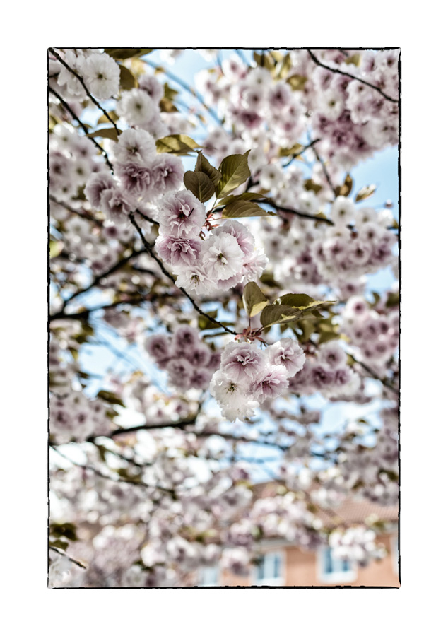 Frühlingsboten in der Stadt (blühende Bäume in einer Wohnstraße in Bielefeld)

Nikon D800, AF-S Nikkor 1.8/ 28 mm, Blende f/2.8 bei 1/1600 Sekunde, IS