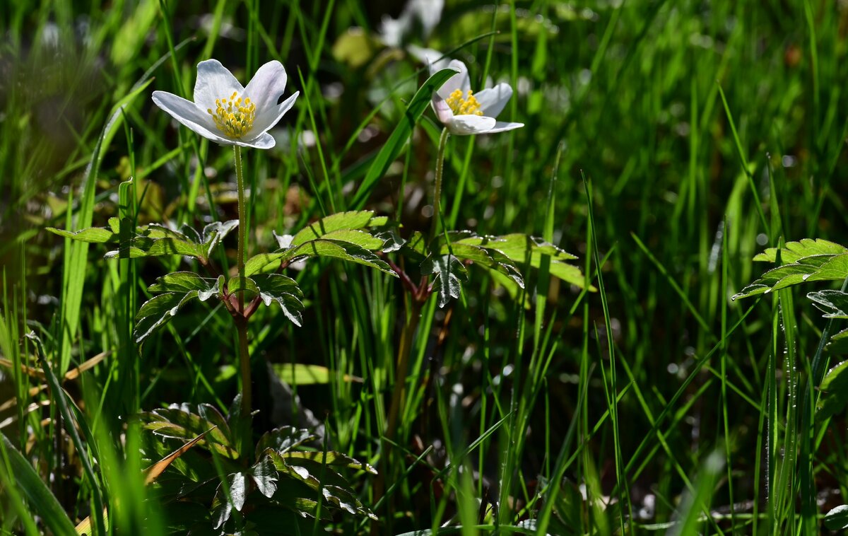 Frühlingsboten1.jpg