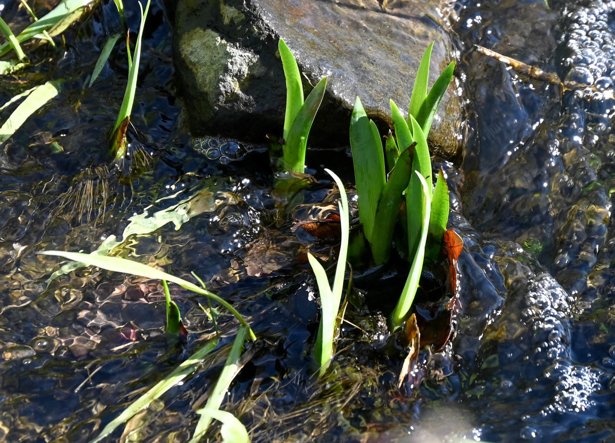 Frühlingserwachen 2.jpg