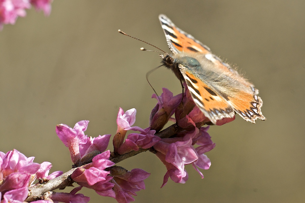 Frühlingserwachen (Distelfalter) 53
