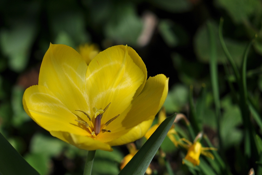 Frühlingsgelb

D5000 / Sigma 50-150 2.8 EX DC

120.0mm / f/4.0 / 0.0003s (1/4000) / ISO 200