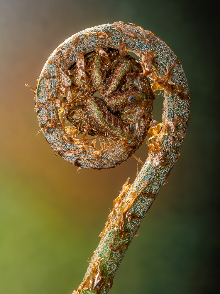 Frühlingsrolle