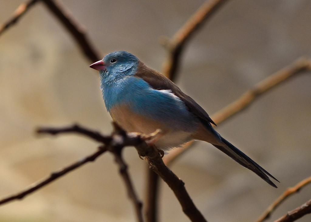 Frankfurter Zoo 070