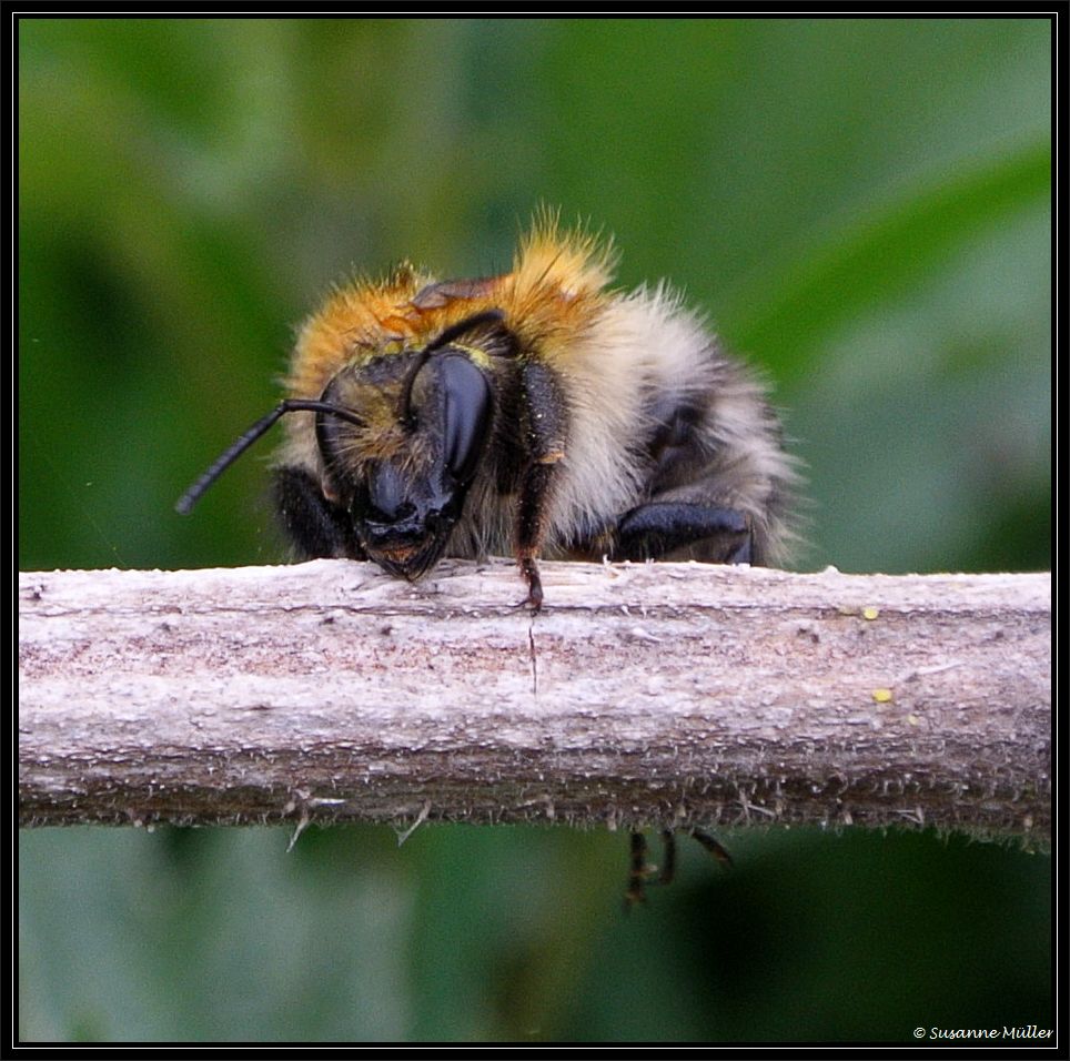 Frau Hummel