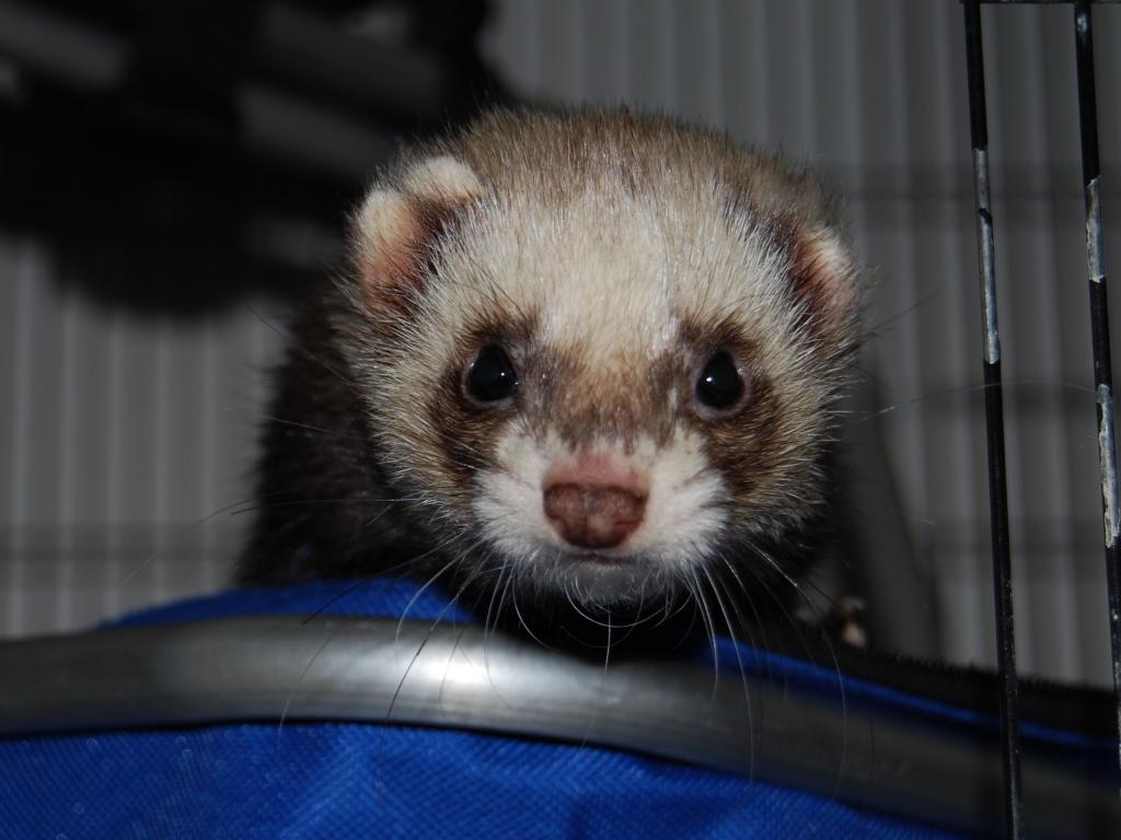 Freddy