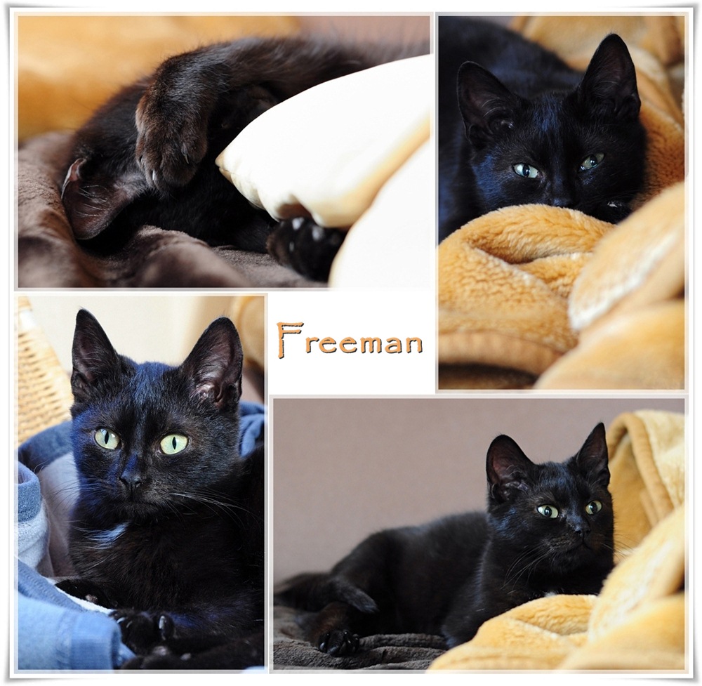 Freeman