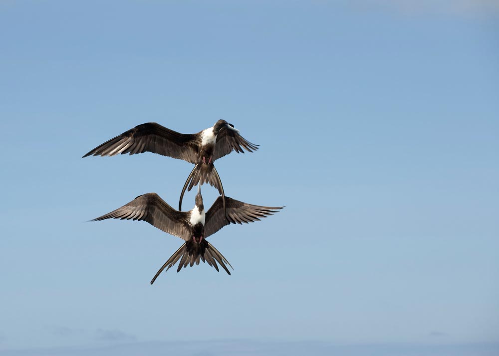 Fregattvögel Galapagos