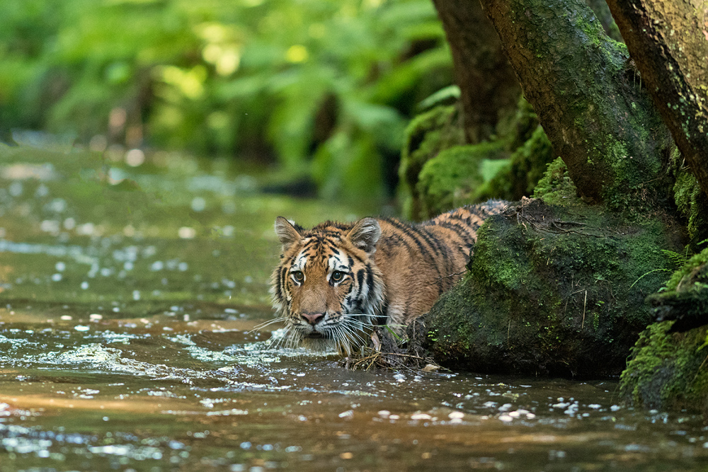 Freiheit