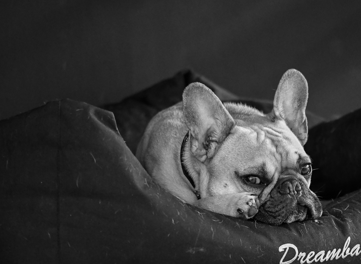 Frenchie