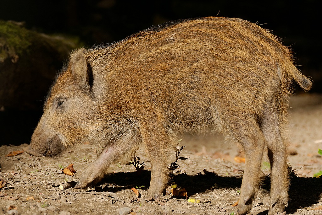 Frischling
Tierpark Sababurg 09/2015