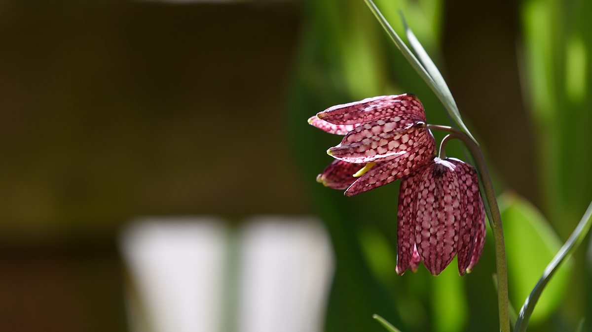 FrittilariaMeleagris_DSC6583.jpg