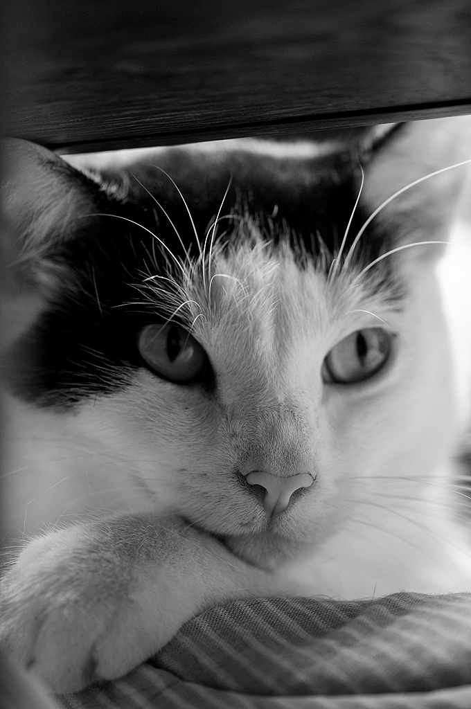 fritzII