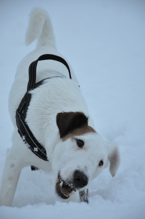 Frizzy im Schnee