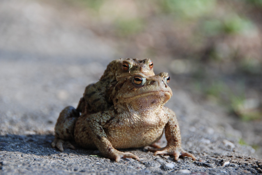 Frog-Sharing in Würnitz
